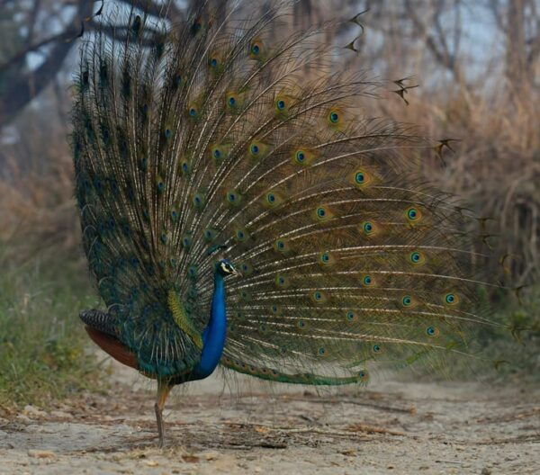 Chitwan: 3 Days Chitwan Jungle Tour by Jeep and Canoe Trip - Important Recommendations