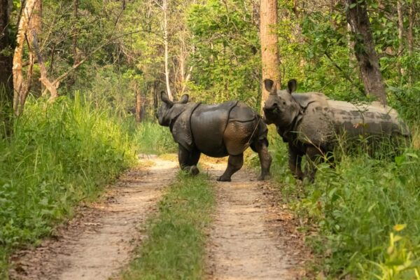 Chitwan: 3 Days Chitwan Jungle Tour by Jeep and Canoe Trip - Questions You May Have