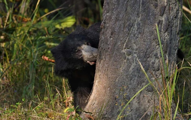 Chitwan 3 nights package from Kathmandu or Pokhara - Good To Know