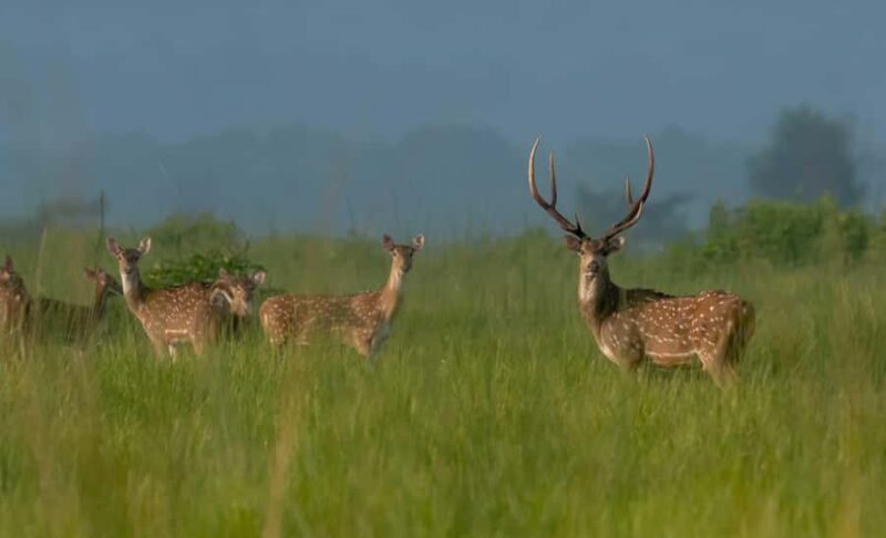 Chitwan 3 nights package from Kathmandu or Pokhara - Authenticity and Local Experience