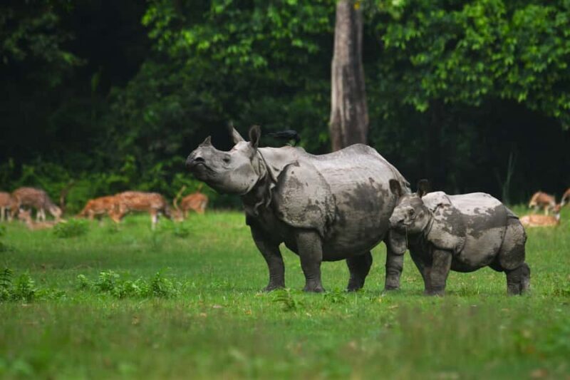 Chitwan 3 nights package from Kathmandu or Pokhara - Who Will Love This Tour?