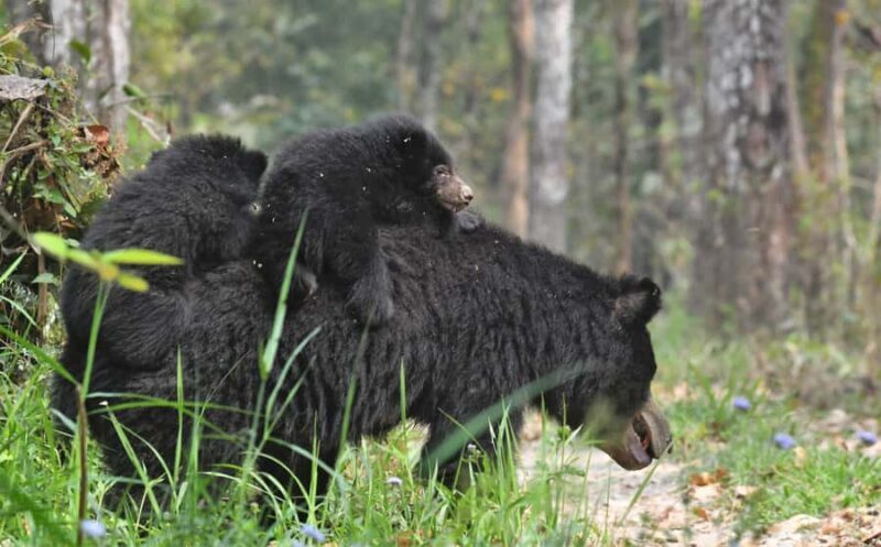 Chitwan 3 nights package from Kathmandu or Pokhara - Final Thoughts: Who Is This Tour Best For?