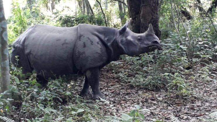 Chitwan: 4-Day Chitwan National Park Tiger Safari Tour - Detailed Itinerary