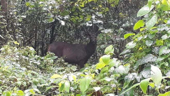 Chitwan: 4-Day Chitwan National Park Tiger Safari Tour - Accommodation Details