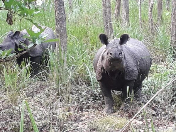 Chitwan: 4-Day Chitwan National Park Tiger Safari Tour - Essential Packing Tips