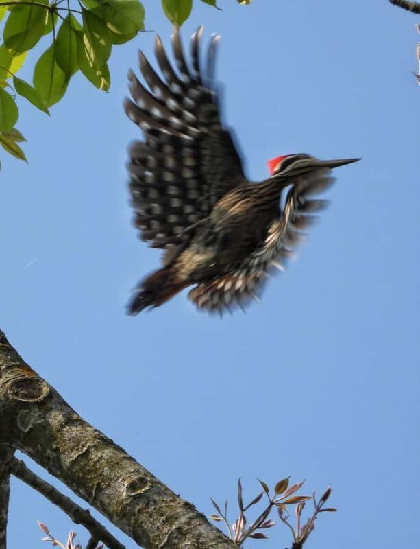 Chitwan: 4-Day Jungle Safari Full Package all inclusive - Who Will Love This Experience?