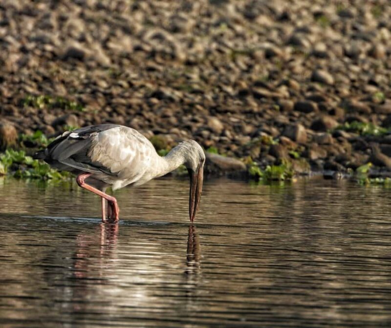 Chitwan: 4-Day Jungle Safari Full Package all inclusive - FAQ