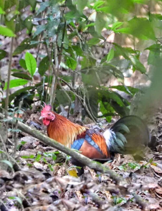 Chitwan: 4-Day Jungle Safari Full Package all inclusive - Practical Details and What to Expect