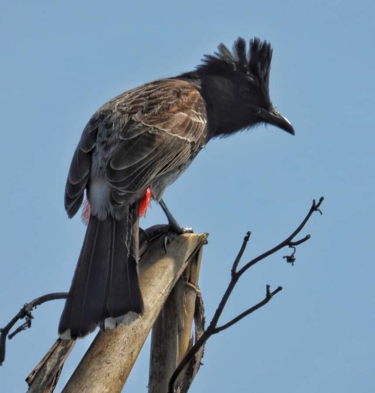 Chitwan: 4-Day Jungle Safari Full Package all inclusive - The Sum Up