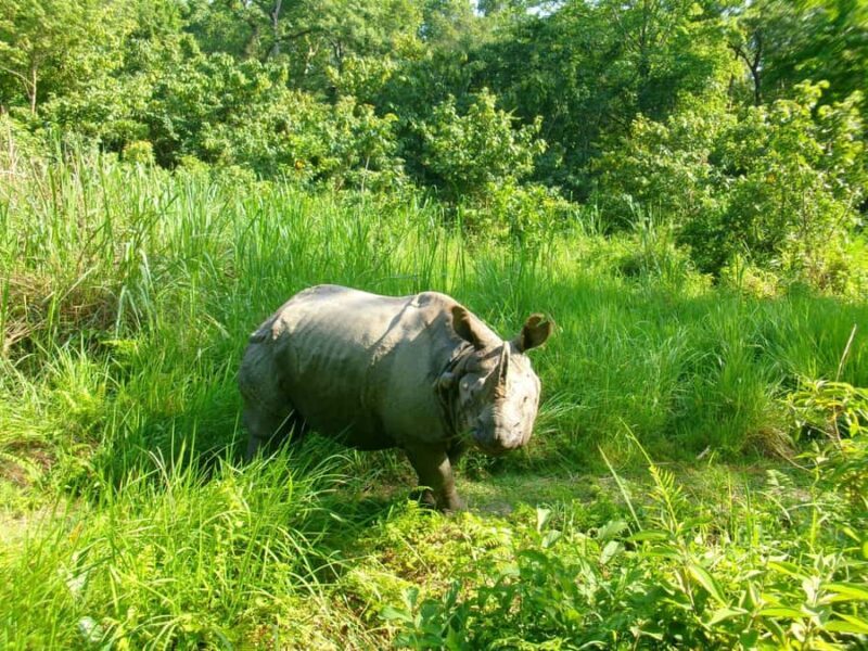 Chitwan: CANOEING & BIRDWATCHING & JEEP SAFARI - Who Should Book This Tour?