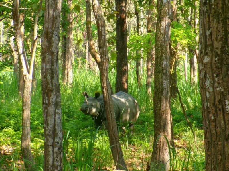 Chitwan: CANOEING & BIRDWATCHING & JEEP SAFARI - Final Thoughts