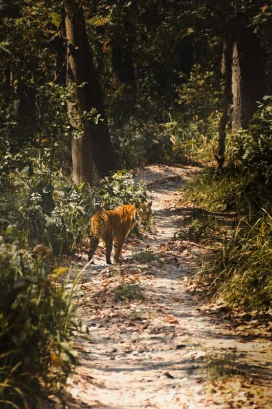 CHITWAN: COMMUNITY FOREST AND NATIONAL PARK JEEP SAFARI - A Closer Look at the Safari Experience