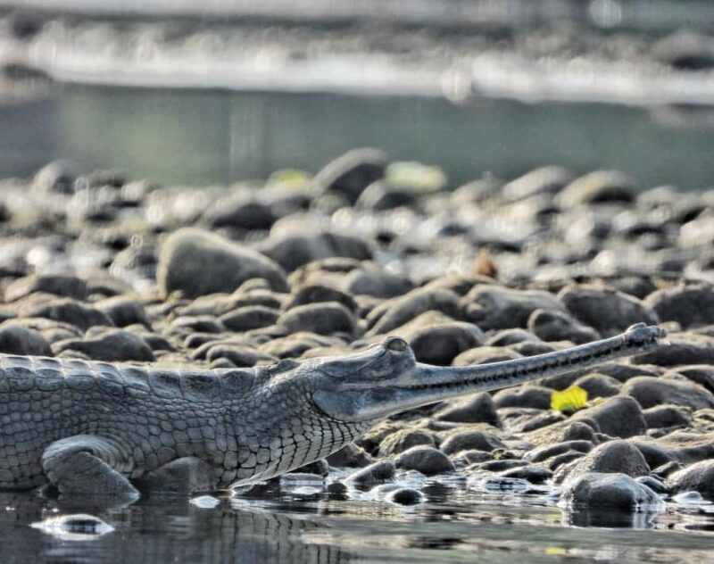 CHITWAN: COMMUNITY FOREST AND NATIONAL PARK JEEP SAFARI - Final Thoughts: Is This Tour Right for You?