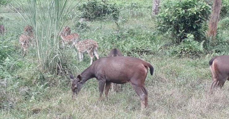 Chitwan Day Tour ( CanoeingJungle Walk Jeep Safari ) - Wildlife Spotting Opportunities