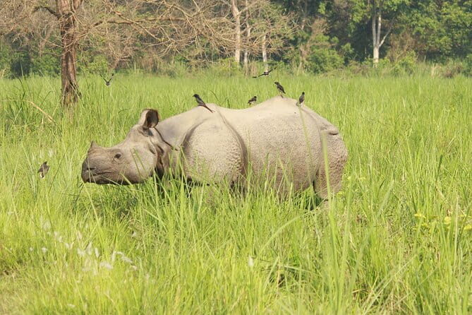Chitwan Elegance: A 3-Day Luxury Wildlife Experience - Authentic Reviewer Insights