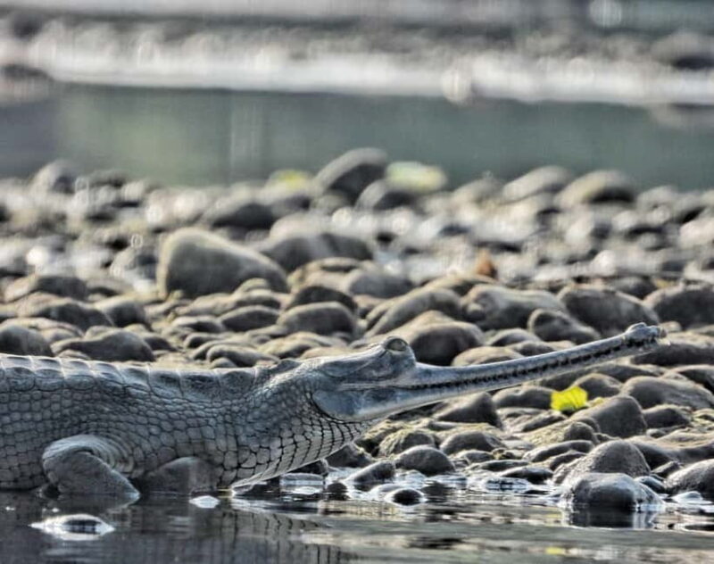 Chitwan: Full-Day Safari Canoeing and Jungle Walk and Jeep - FAQ