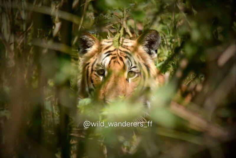 Chitwan: Full-Day Safari Canoeing and Jungle Walk and Jeep - An In-Depth Look at the Chitwan Safari Experience