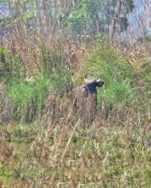 Chitwan: Full-Day Safari Canoeing and Jungle Walk and Jeep - FAQ