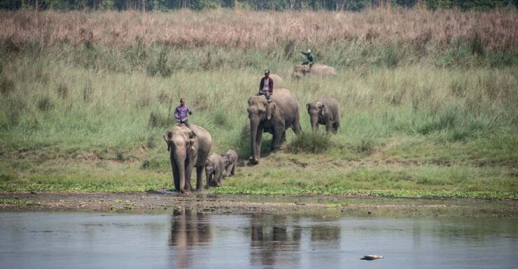 Chitwan Jungle Safari 2 Nights 3 Days - Key Points