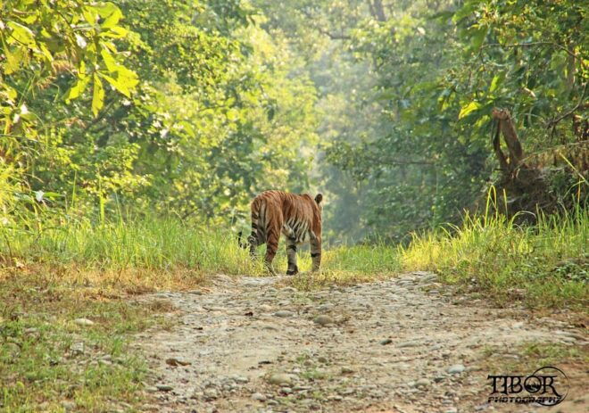 Chitwan Jungle Safari 2 Nights 3 Days - Cultural Experiences in Chitwan