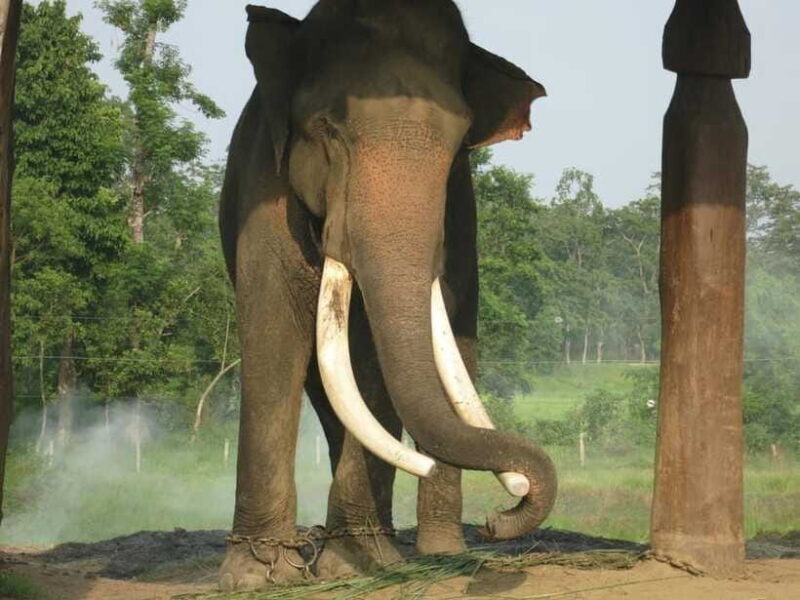 Chitwan Jungle Safari - 2 nights / 3 days - The Experience: What Travelers Are Saying