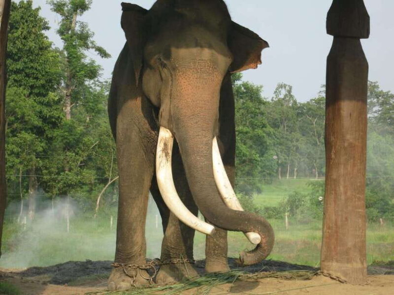 Chitwan Jungle Safari - 2 nights / 3 days - Transport and Logistics: Why It Matters