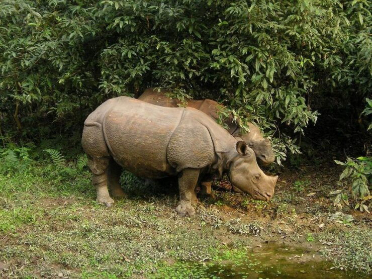 Chitwan Jungle Safari 2 Nights 3 Days - Overview of Chitwan Jungle Safari