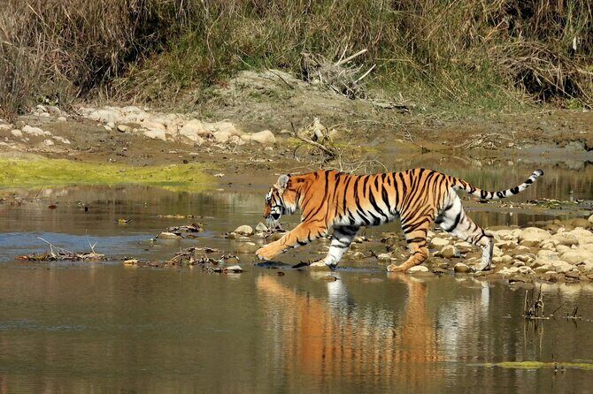 Chitwan Jungle Safari 2 Nights 3 Days with jeep safari & Meals - Authentic Experiences from Reviewers