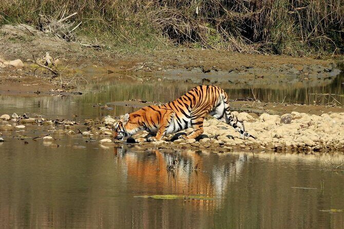 Chitwan Jungle Safari 2 Nights 3 Days with jeep safari & Meals - FAQs