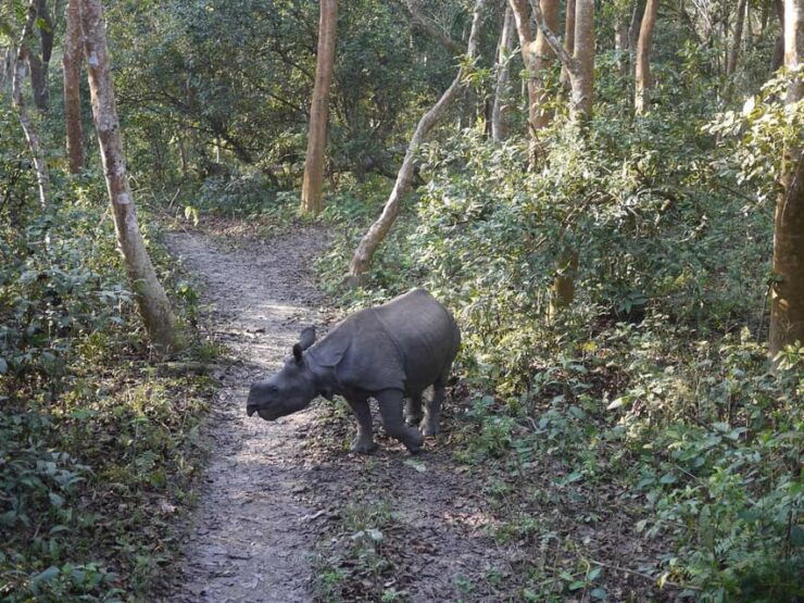 Chitwan Jungle Safari: 3-Day Wildlife Expedition - Key Points
