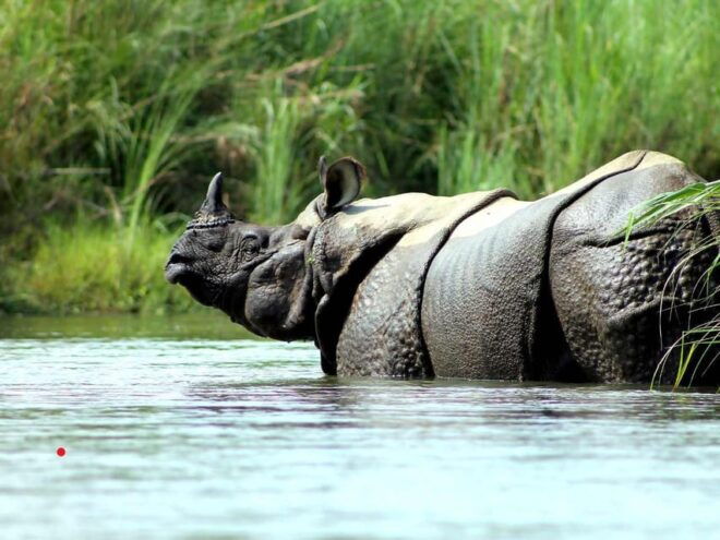Chitwan Jungle Safari: 3-Day Wildlife Expedition - Day 3 Highlights