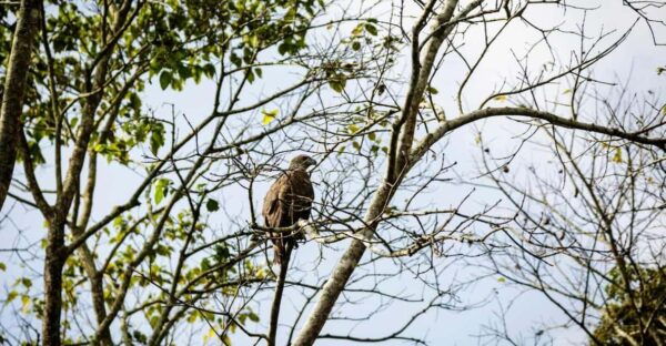 Chitwan Jungle Safari: 3-Day Wildlife Expedition - Inclusions and Pricing