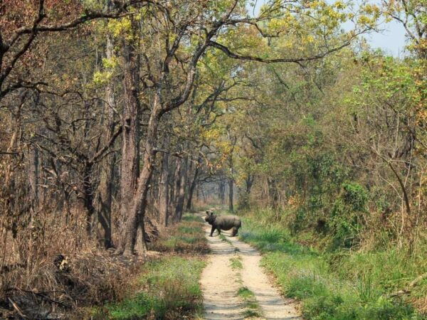 Chitwan Jungle Safari: 3-Day Wildlife Expedition - Health and Safety Guidelines