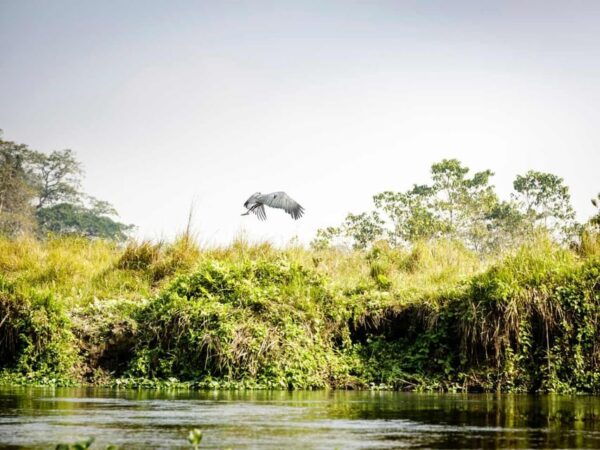 Chitwan Jungle Safari: 3-Day Wildlife Expedition - Questions You May Have
