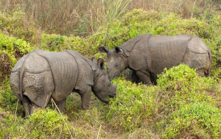 Chitwan Jungle Safari 3 Night 4 Days - Activity Details and Information
