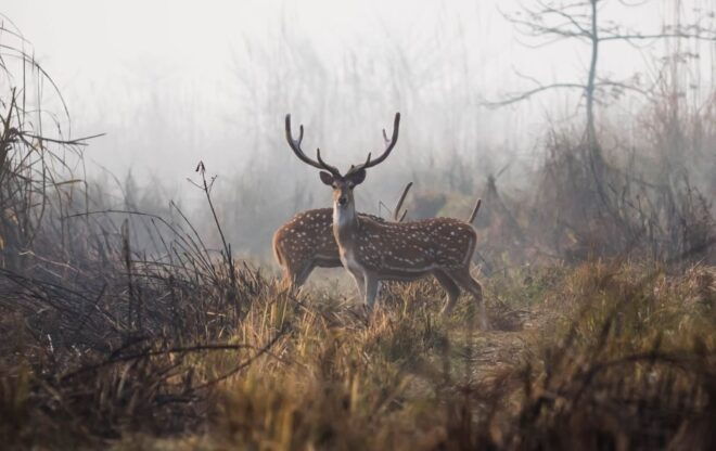 Chitwan Jungle Safari 3 Night 4 Days - Full Description
