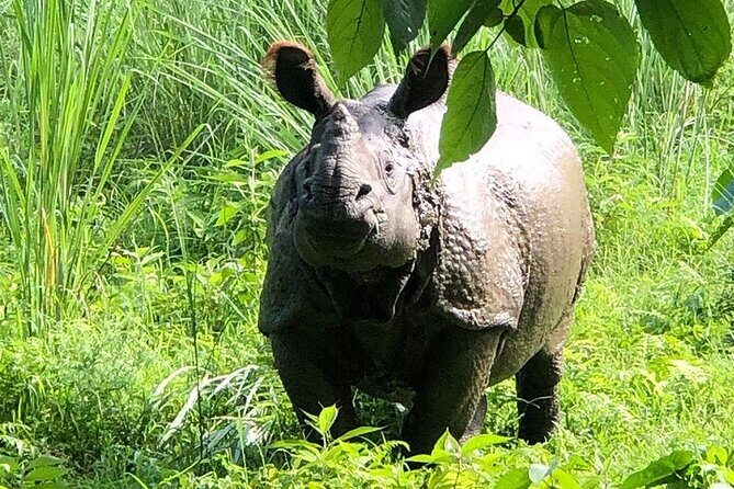 Chitwan Jungle Safari from Kathmandu and Back Multi Day Tour - Who Will Love This Safari?