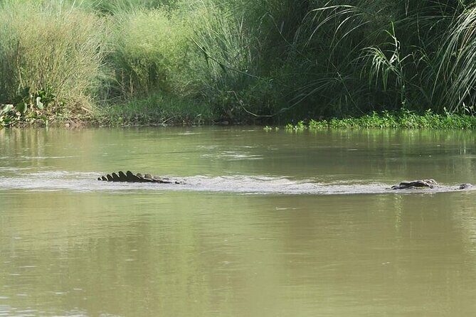 Chitwan Jungle Safari from Kathmandu and Back Multi Day Tour - FAQ About the Chitwan Jungle Safari