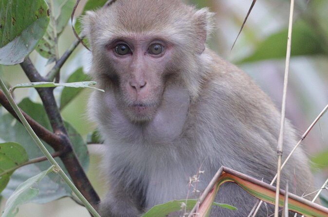 Chitwan Jungle Safari from Kathmandu Pokhara - Practical Tips for Your Chitwan Safari