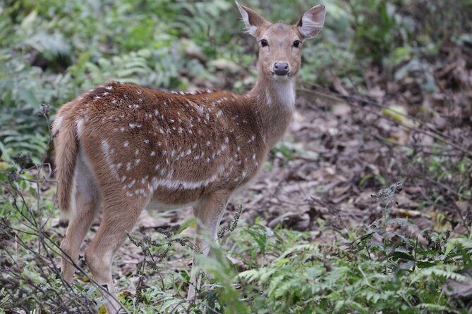 Chitwan Jungle Safari from Kathmandu Pokhara - The Sum Up: Who Is This Tour Best For?