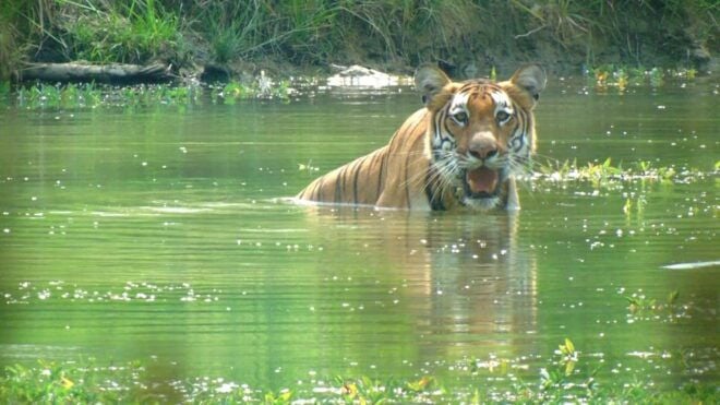 Chitwan Jungle Safari Tour: 3-Day Chitwan National Park Tour - Cultural Experiences in Tharu Village