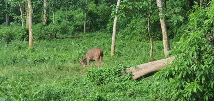 Chitwan Jungle Safari Tour by Private Car at Luxury Resort - Inclusions and Exclusions