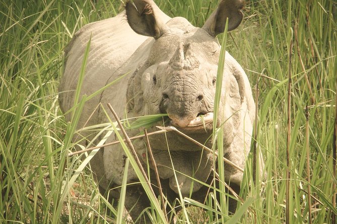 Chitwan Jungle Safari Tours - Tour Itinerary