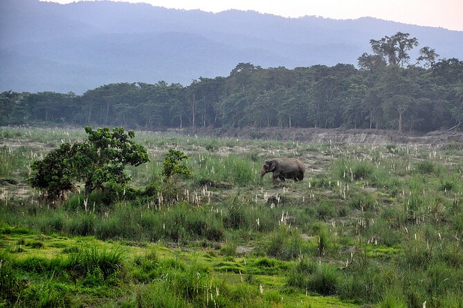 Chitwan Jungle Safari Tours - How to Book and Contact Information