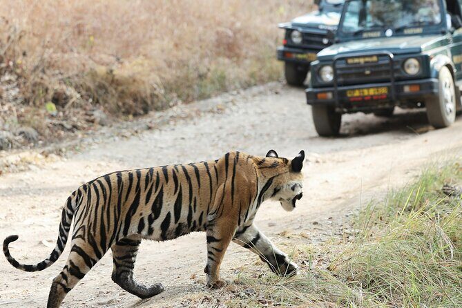 Chitwan jungle safari with canoe river ride - What Makes This Tour Stand Out?  