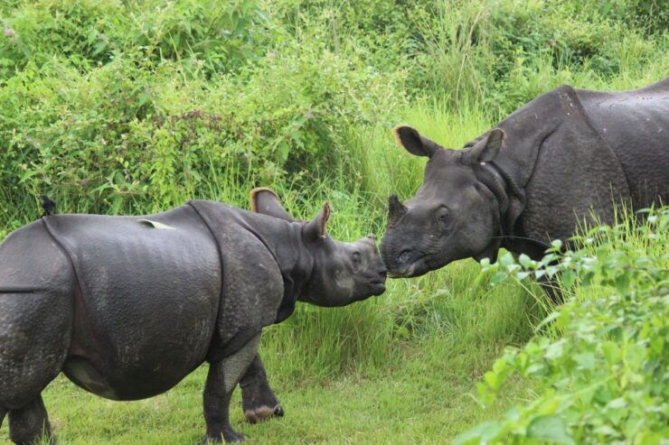 Chitwan Jungle Safari With Elephant Bath (Exclusive Tour) - Experience and Itinerary