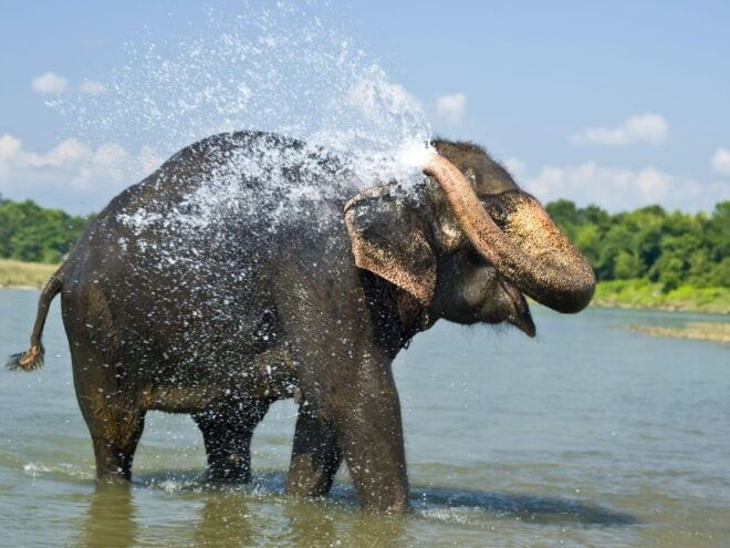 Chitwan Jungle Safari With Elephant Bath (Exclusive Tour) - Activities in Chitwan National Park
