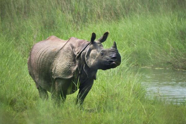 Chitwan Jungle Safari With Elephant Bath (Exclusive Tour) - Directions and Transportation