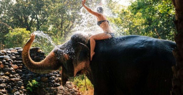 Chitwan Jungle Safari With Elephant Bath (Exclusive Tour) - The Sum Up