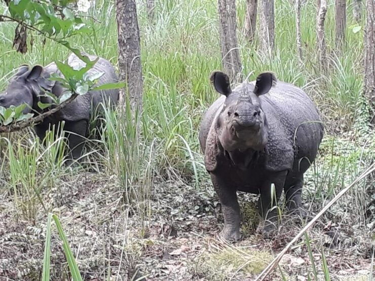 Chitwan: Jungle Safari With Jeep, Canoe, and Jungle Walk - Key Points